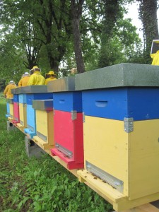 Lavoratori di aManiNude nei boschi del Casentino