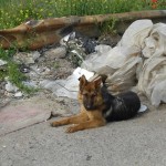Cane abbandonato e lagato al guard-rail dell'autostrada
