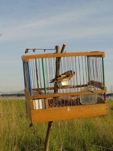 Cardellini in gabbia sequestrati a Caivano