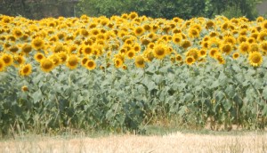 GIRASOLI 260617