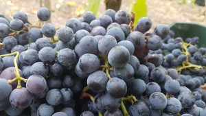 Vendemmia_Vesuvio1